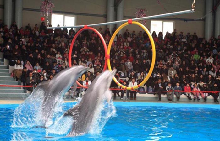 Istanbul-Dolphinarium0.jpg